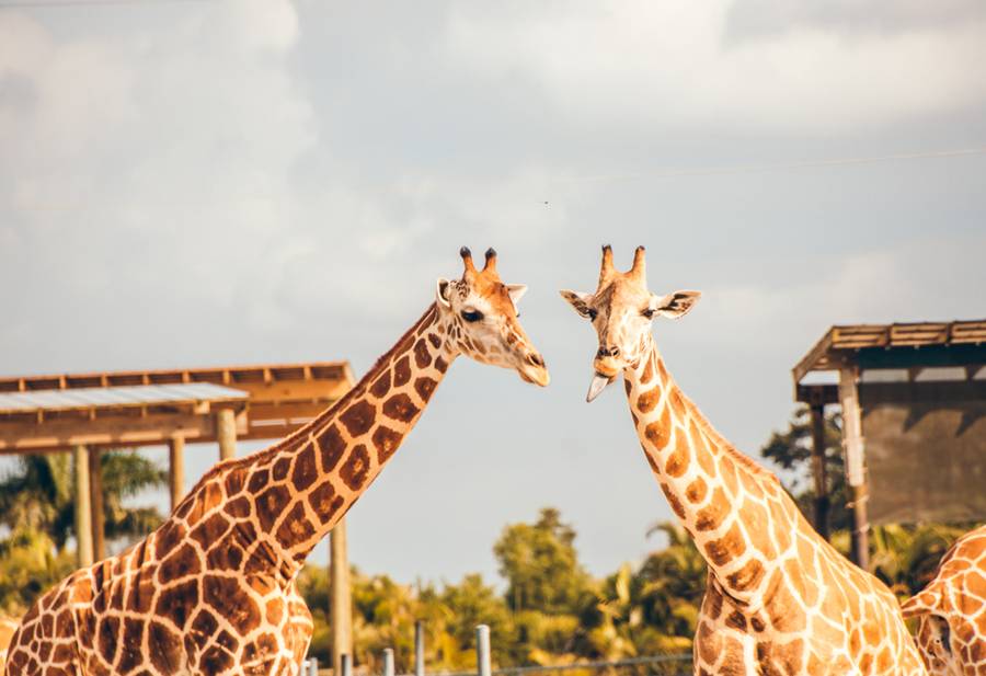 Two giraffes crossing necks in golden light